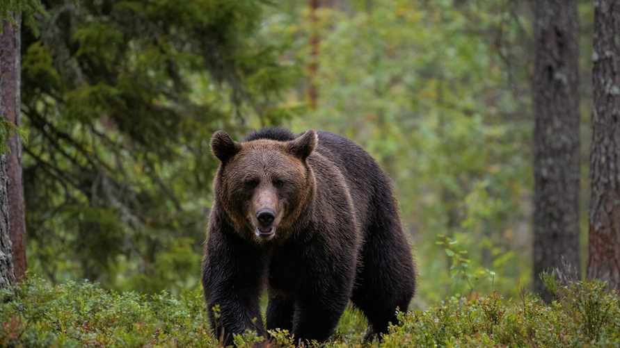 Фото иллюстрационное