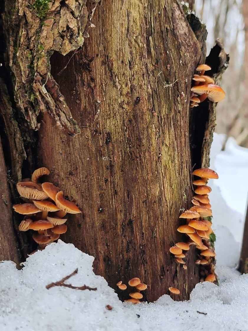 Белорусы показали молодую смену грибов, подрастающих в лесу в феврале