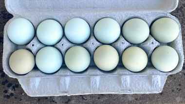 Солигорская фабрика пообещала продавать голубые и зелёные куриные яйца