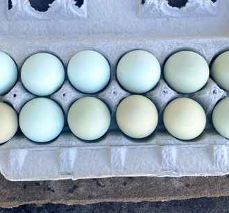 Солигорская фабрика пообещала продавать голубые и зелёные куриные яйца