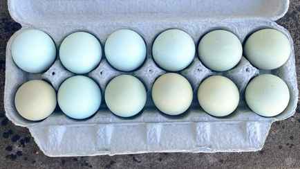 Солигорская фабрика пообещала продавать голубые и зелёные куриные яйца