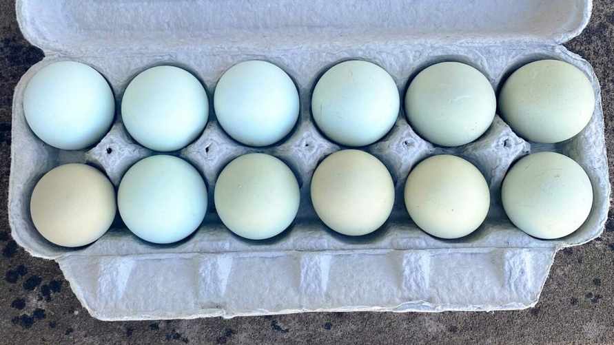 Солигорская фабрика пообещала продавать голубые и зелёные куриные яйца