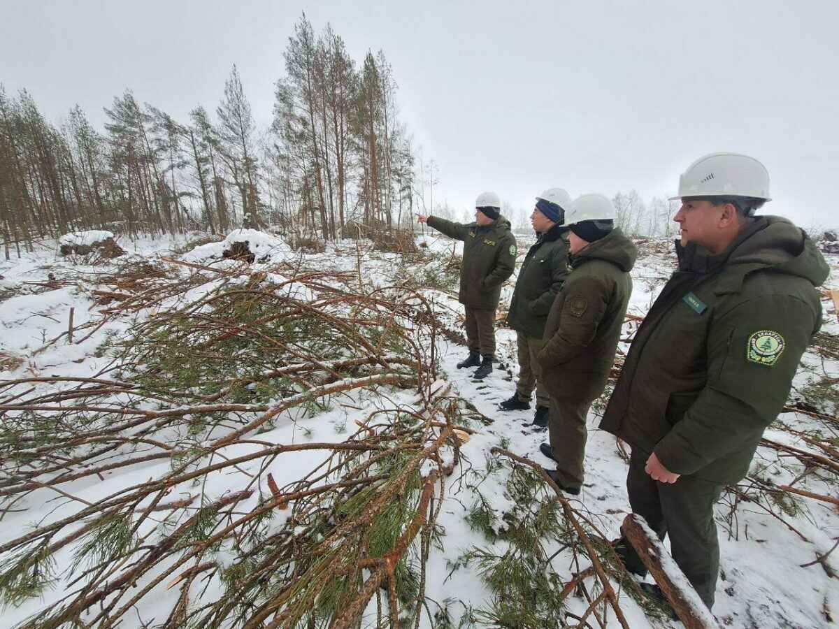 Как выглядят леса на Гомельщине после прошлогодней бури. Туда только добрались лесники благодаря морозам