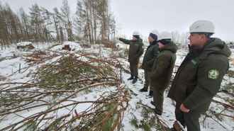 Как выглядят леса на Гомельщине после прошлогодней бури. Туда только добрались лесники благодаря морозам