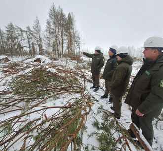 Как выглядят леса на Гомельщине после прошлогодней бури. Туда только добрались лесники благодаря морозам