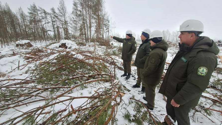 Как выглядят леса на Гомельщине после прошлогодней бури. Туда только добрались лесники благодаря морозам