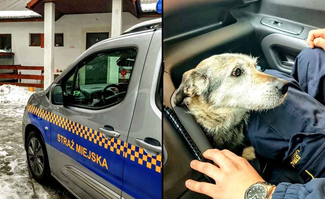 Белорусский пёс перебежал границу и очутился в Польше. Что теперь с ним будет