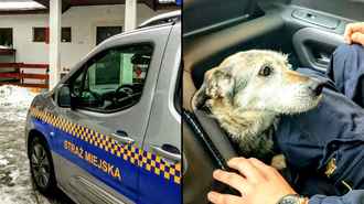 Белорусский пёс перебежал границу и очутился в Польше. Что теперь с ним будет
