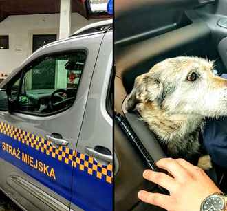 Белорусский пёс перебежал границу и очутился в Польше. Что теперь с ним будет