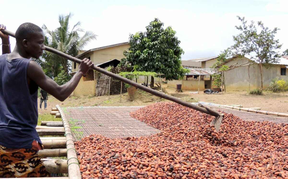 Что будет с ценами на шоколад в 2026 году? В Африке подсчитали стручки нового урожая