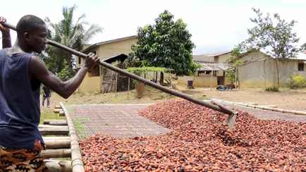 Что будет с ценами на шоколад в 2026 году? В Африке подсчитали стручки нового урожая