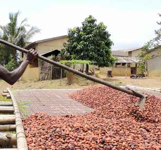 Что будет с ценами на шоколад в 2026 году? В Африке подсчитали стручки нового урожая