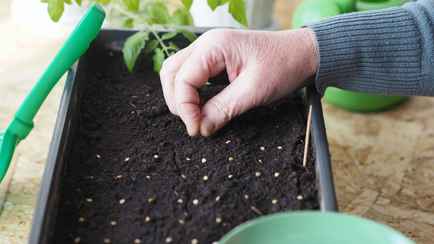 Эти помидоры нужно посеять ещё в феврале. Вот как рассчитать дату