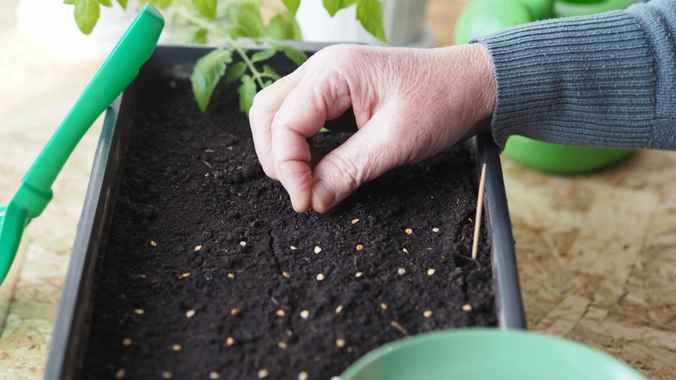 Эти помидоры нужно посеять ещё в феврале. Вот как рассчитать дату