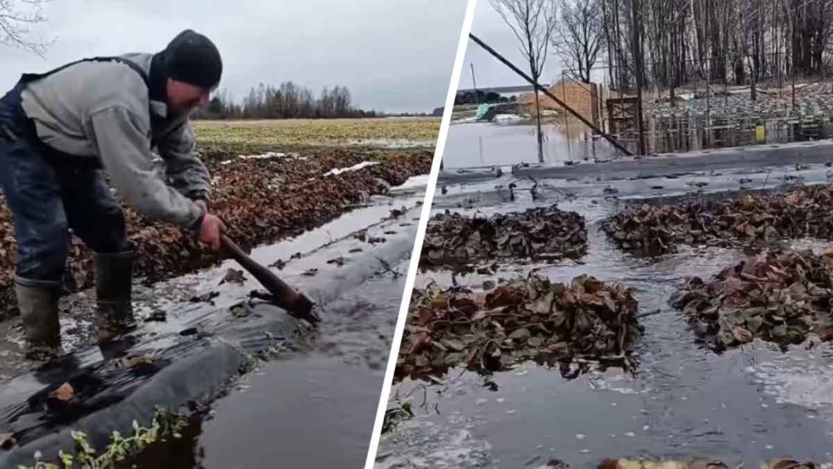 «Цена будет заоблачной» - Брестские фермеры показали операцию по спасению клубники