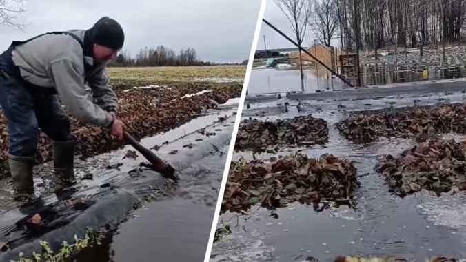 «Цена будет заоблачной» — Брестские фермеры показали операцию по спасению клубники
