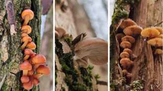 Белорусы показали молодую смену грибов, подрастающих в лесу в феврале