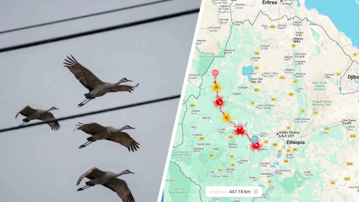 Орнитологи заметили первые признаки весны в Беларуси