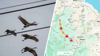 Орнитологи заметили первые признаки весны в Беларуси