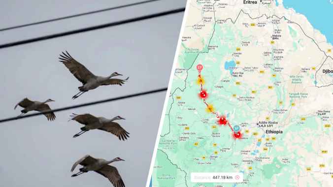 Орнитологи заметили первые признаки весны в Беларуси