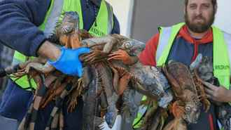 В США случился «дождь» из игуан. Причина близка белорусам