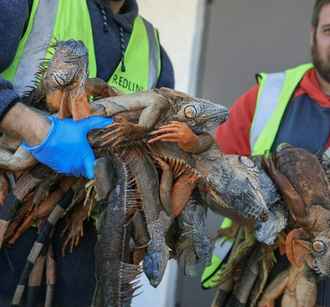 В США случился «дождь» из игуан. Причина близка белорусам