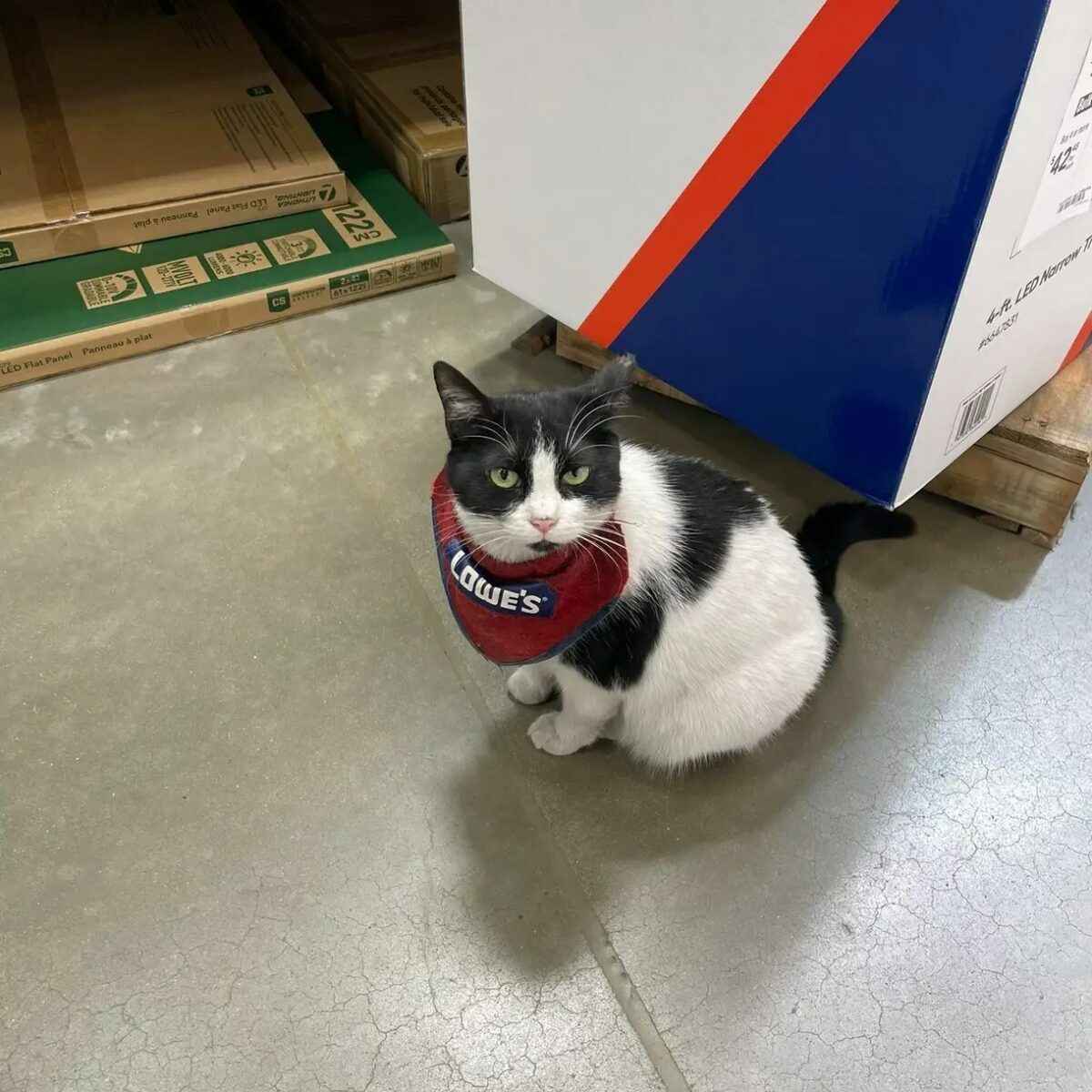 Магазин уволил знаменитую кошку. Покупатели написали целую петицию