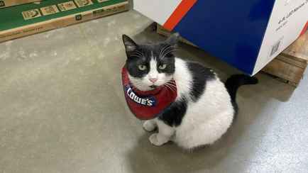 Магазин уволил знаменитую кошку. Покупатели написали целую петицию