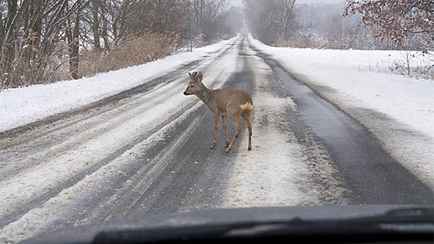 Белорусы и косули бьют антирекорды по количеству ДТП. 2026 год уже показал рост