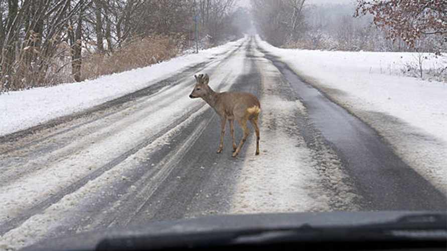 Белорусы и косули бьют антирекорды по количеству ДТП. 2026 год уже показал рост