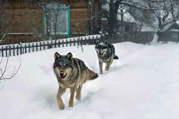 На Полесье жители пожаловались на «немереное» количество волков: сбиваются в стаи