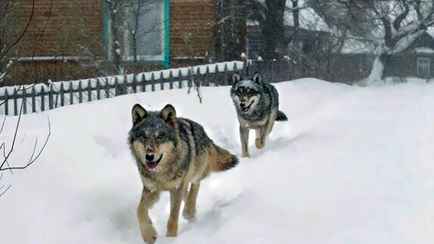 На Полесье жители пожаловались на «немереное» количество волков: сбиваются в стаи