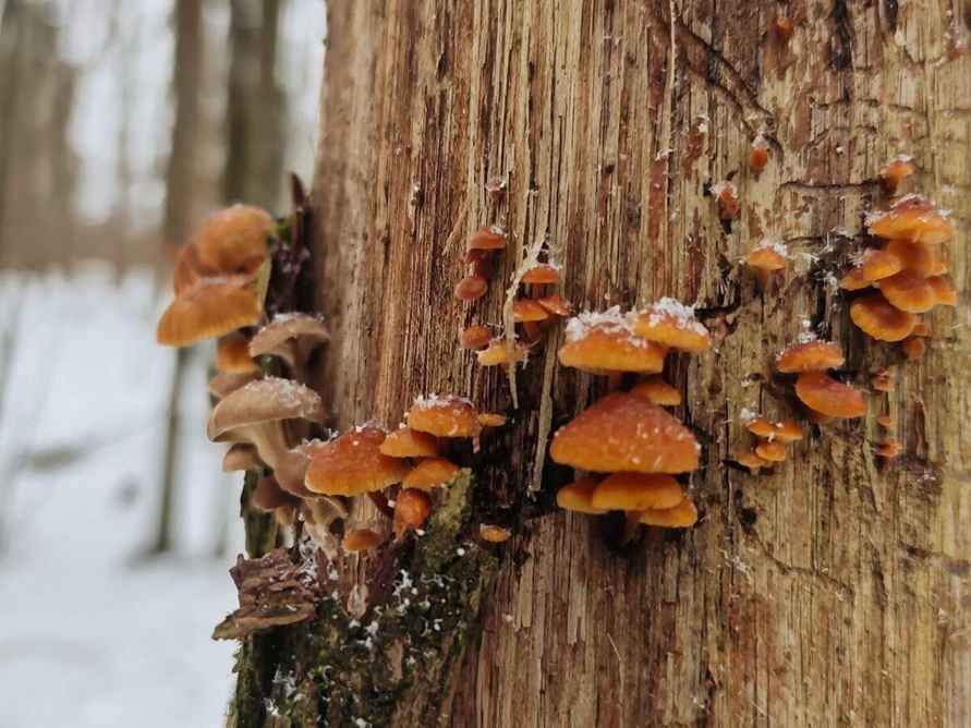 Белорусы показали молодую смену грибов, подрастающих в лесу в феврале