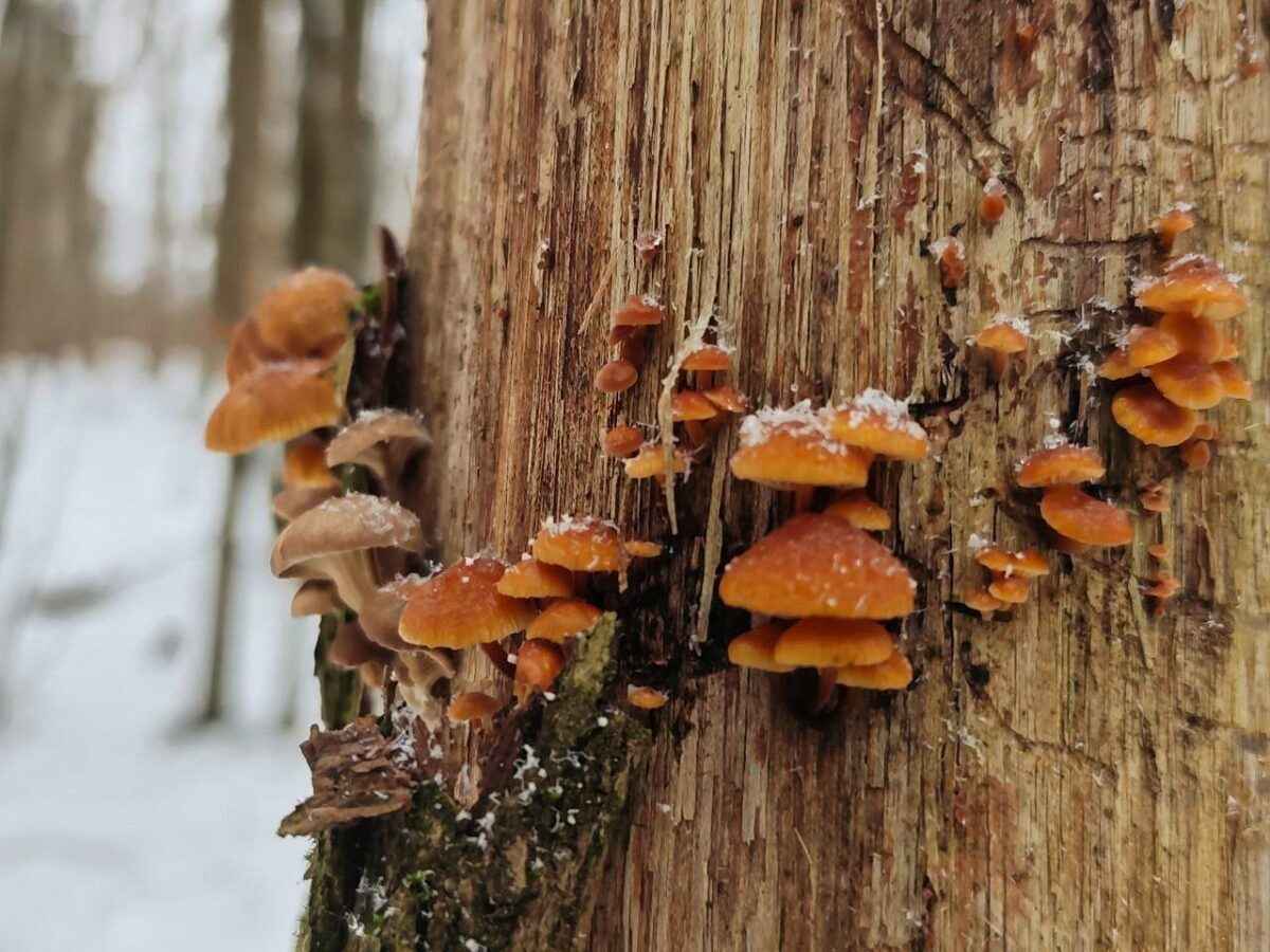Белорусы показали молодую смену грибов, подрастающих в лесу в феврале