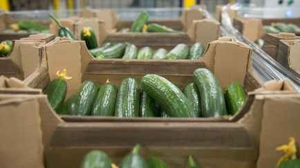 В правительстве объяснили нехватку белорусских огурцов и помидоров в магазинах – «Лукавят и везут в Россию»