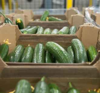 В правительстве объяснили нехватку белорусских огурцов и помидоров в магазинах – «Лукавят и везут в Россию»