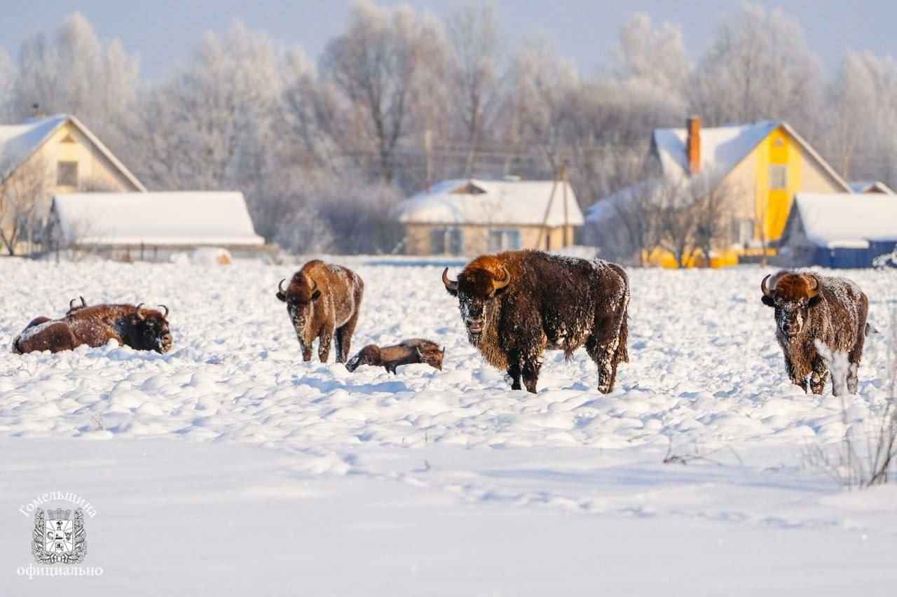 Фото: тг-канал Гомельского облисполкома