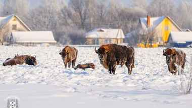 Herd of Bisons Approaches Houses in Gomel Region Village