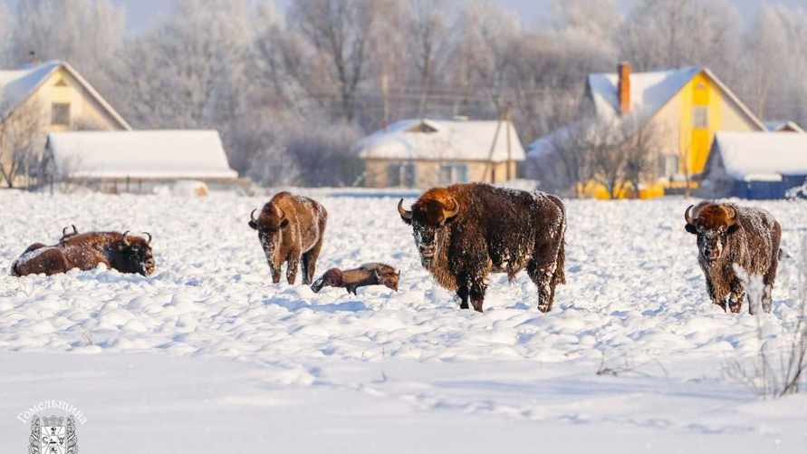 Фото: тг-канал Гомельского облисполкома