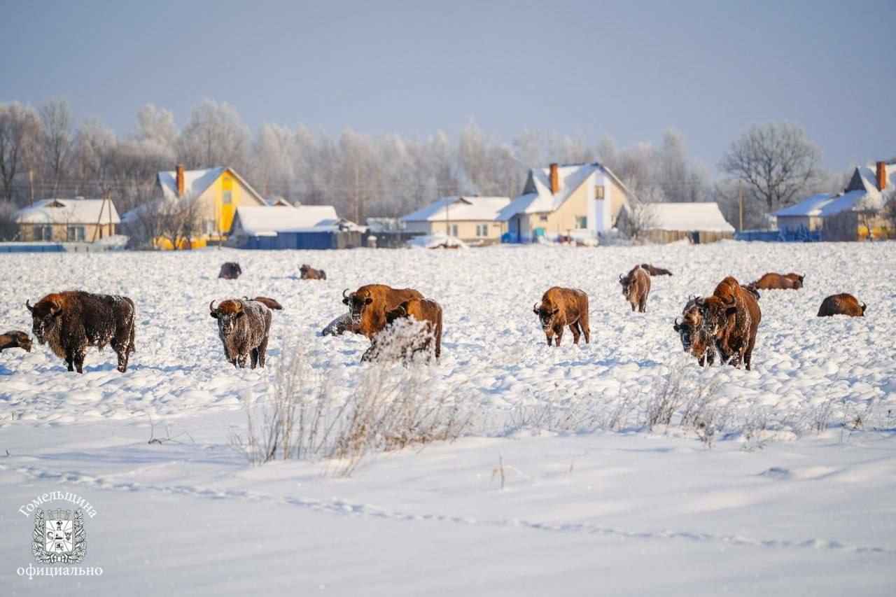 Стадо зубров пришло к домам агрогородка на Гомельщине