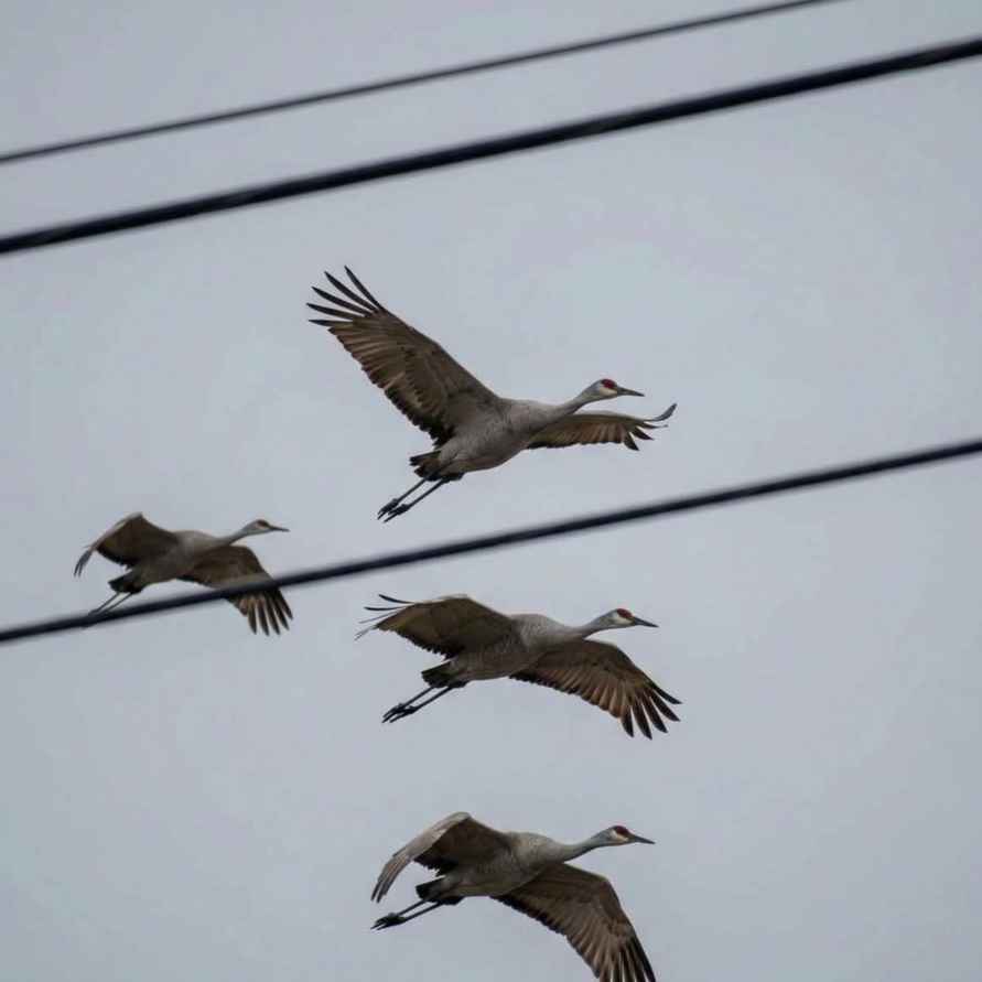 Орнитологи заметили первые признаки весны в Беларуси