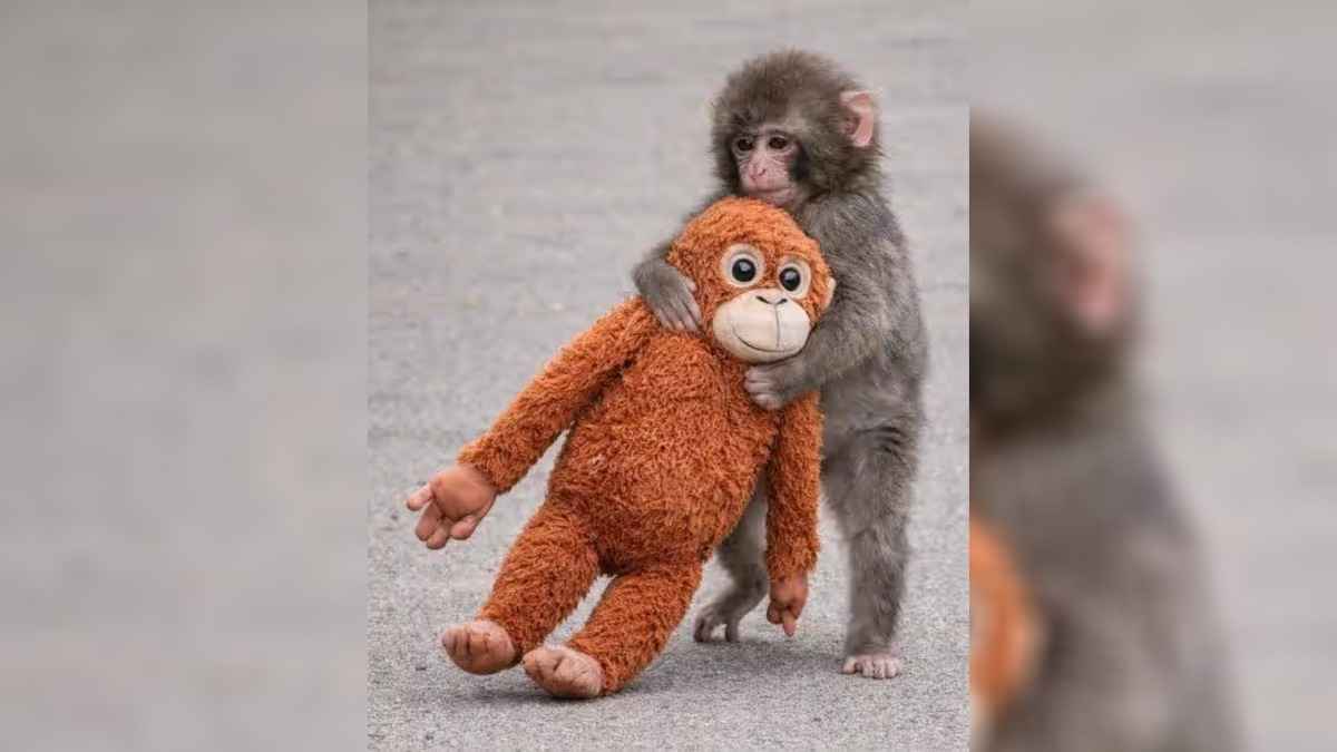 Ставшая известной на весь мир одинокая обезьянка Панч нашла друзей