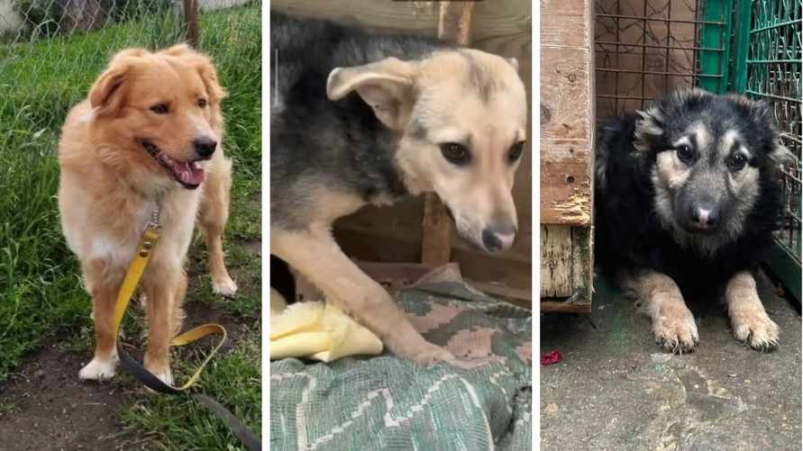 Минчан призвали срочно забрать минимум 30 собак из городского приюта. Иначе усыпят?