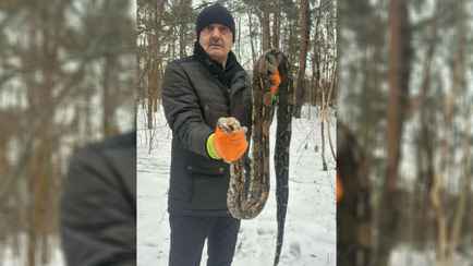 В Польше в зимнем лесу нашли 2-метрового питона