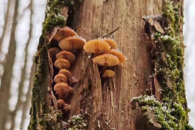 Белорусы показали молодую смену грибов, подрастающих в лесу в феврале