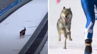 Горный козёл и собаки «поучаствовали» в зимней Олимпиаде