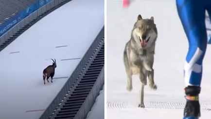 Горный козёл и собаки «поучаствовали» в зимней Олимпиаде