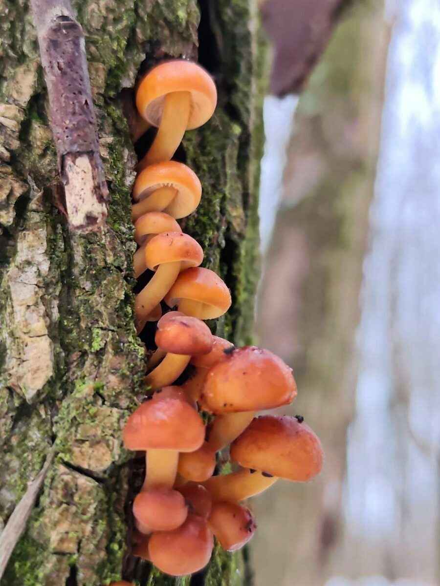 Белорусы показали молодую смену грибов, подрастающих в лесу в феврале