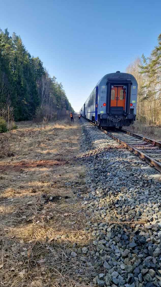В Польше поезд столкнулся с тремя зубрами