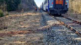 В Польше поезд столкнулся с тремя зубрами